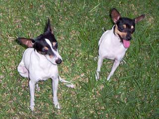 Toy Fox Terrier