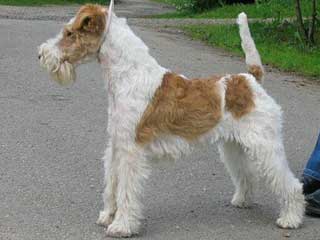 Wire Fox Terrier