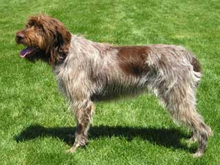 wirehaired pointing griffon haircut