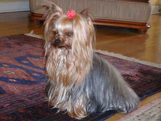 Yorkshire Terrier