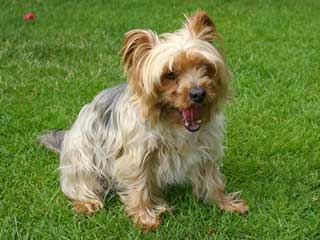 Yorkshire Terrier