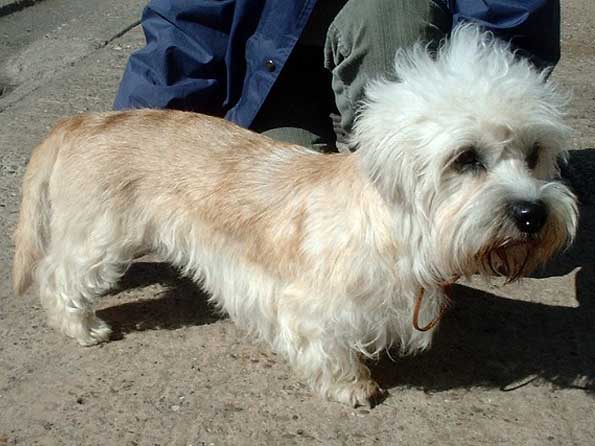 Dandie Dinmont Terrier