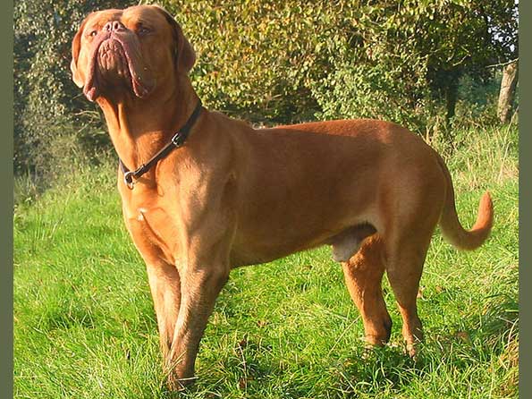 Dogue De Bordeaux