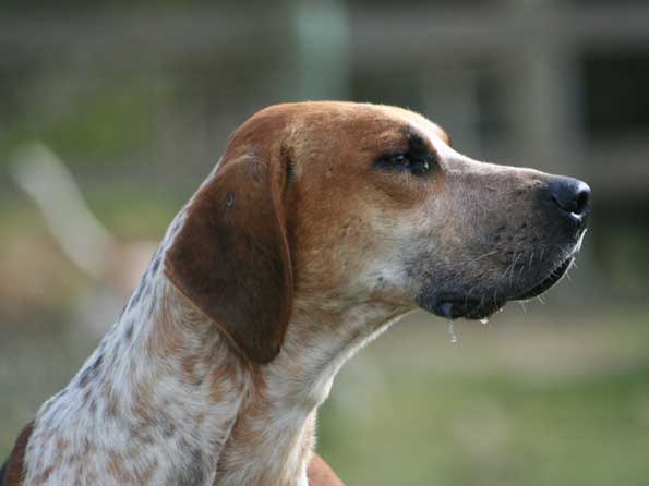 English Foxhound