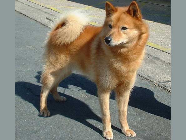 Finnish Spitz