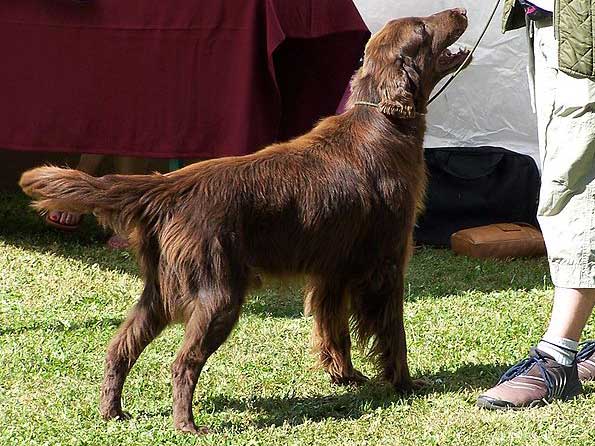 Flat Coated Retriever