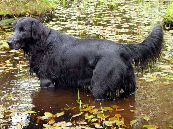 Flat Coated Retriever