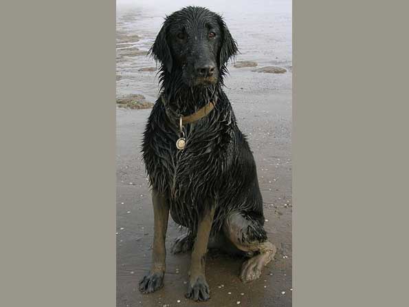 Flat Coated Retriever