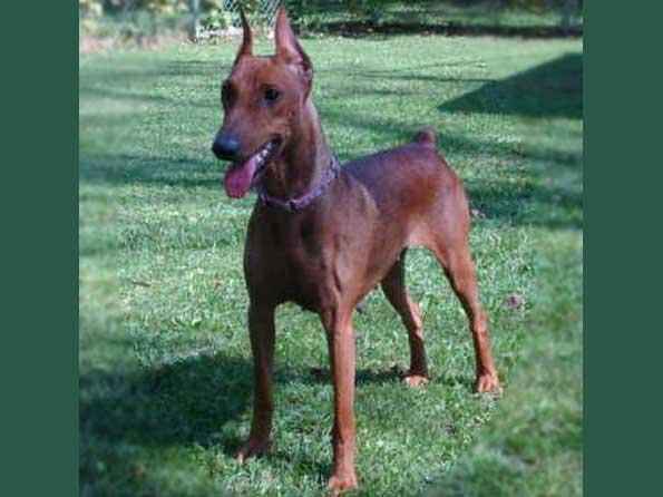 German Pinscher