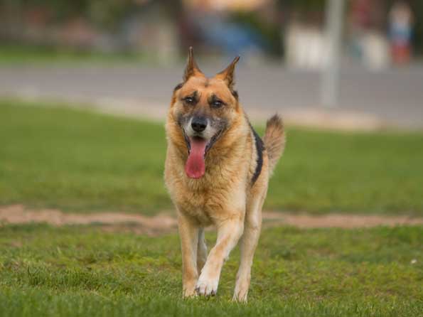 German Shepherd Dog