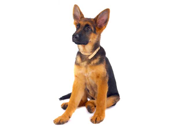 German Shepherd Dog