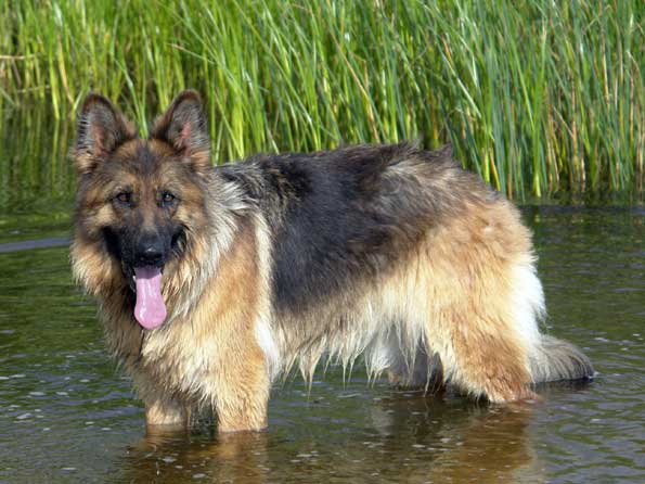 German Shepherd Dog