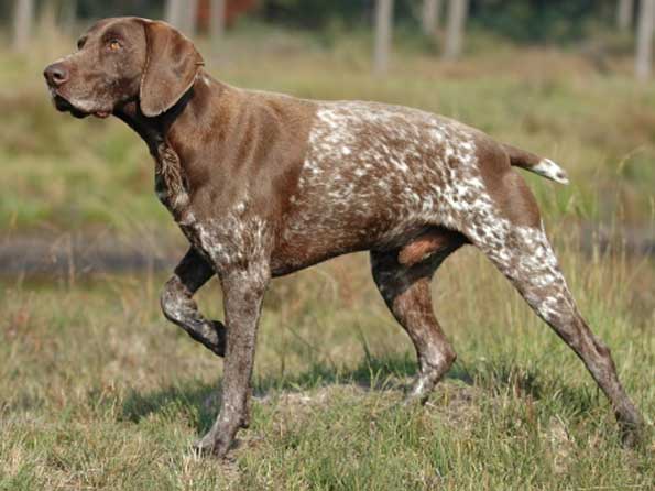 German Shorthaired Pointer