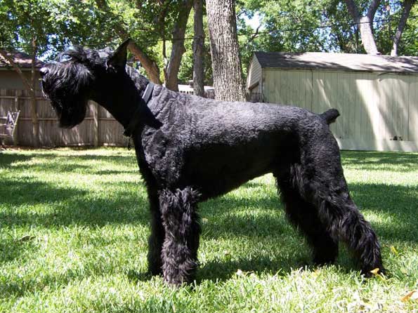 Giant Schnauzer