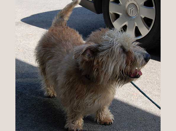 Glen Of Imaal Terrier