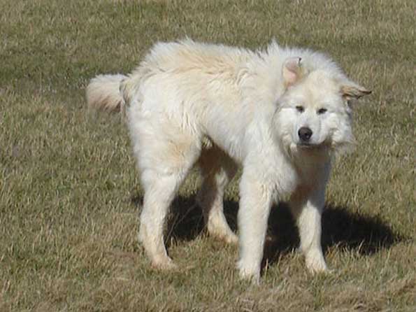 Great Pyrenees