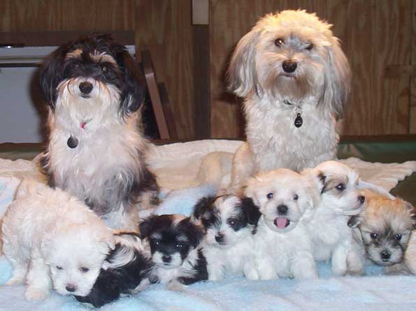 Havanese