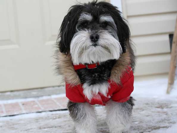 Havanese