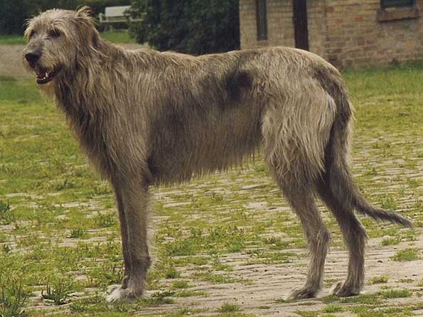 Irish Wolfhound