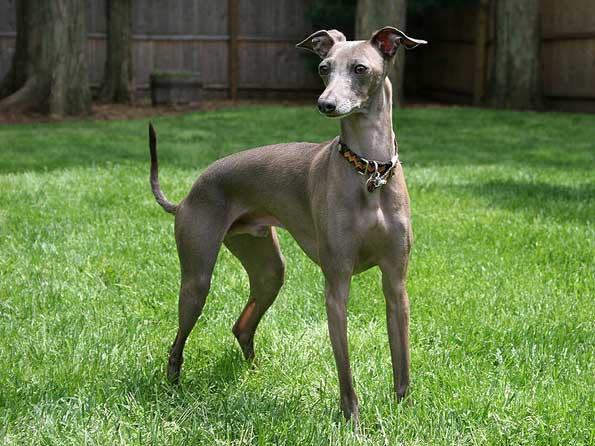 Italian Greyhound