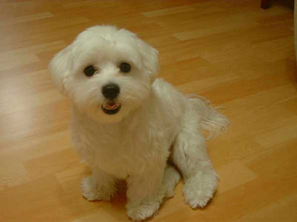 Maltese