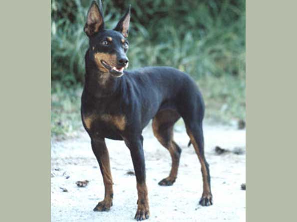 Manchester Terrier