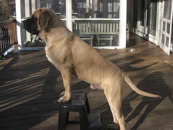 Mastiff