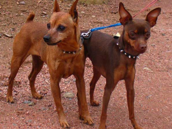 Miniature Pinscher