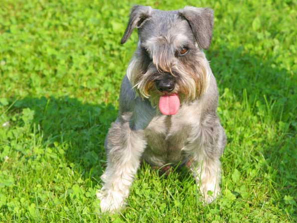 Miniature Schnauzer