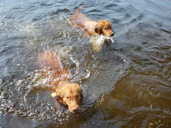 Nova Scotia Duck Tolling Retriever