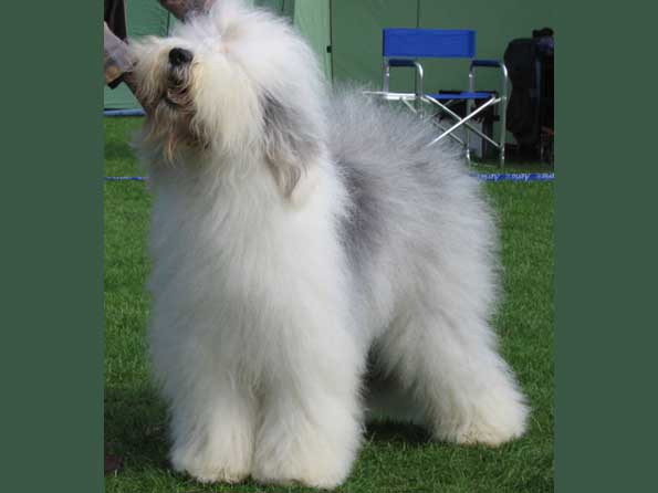 Old English Sheepdog