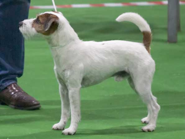 Parson Russell Terrier