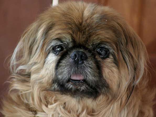 Pekingese