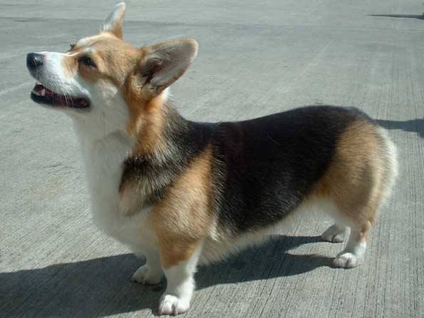 Pembroke Welsh Corgi