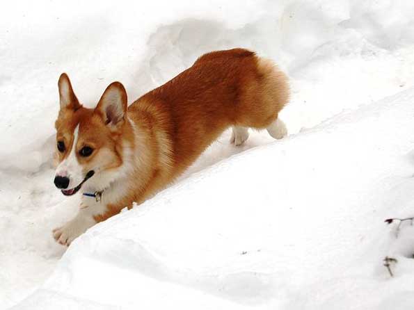 Pembroke Welsh Corgi