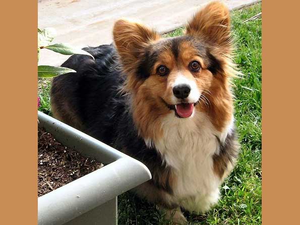 Pembroke Welsh Corgi