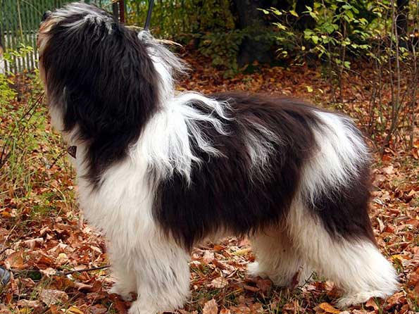 Polish Lowland Sheepdog