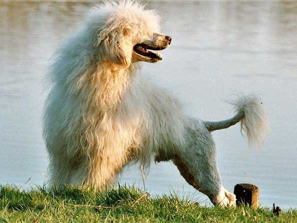 Portuguese Water Dog