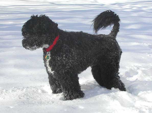 Portuguese Water Dog