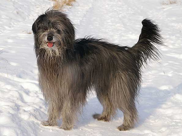 Pyrenean Shepherd