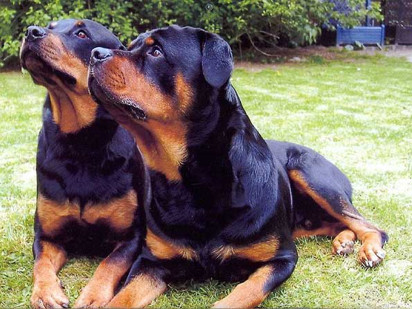 Rottweiler