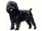 Affenpinscher