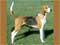 American Foxhound