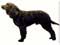 American Water Spaniel