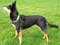 Australian Kelpie