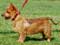 Australian Terrier