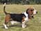 Basset Hound