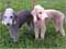 Bedlington Terrier