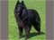 Belgian Sheepdog