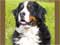 Bernese Mountain Dog